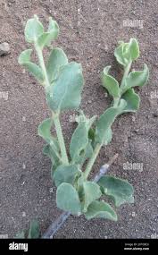 Image result for Erianthemum