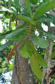 Image result for Anthocleista