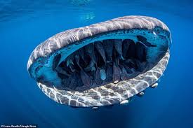 A Huge Whale Shark With A Shoal Of Remora Fish Inside Its Mouth Captured By Evans Baudin 9gag