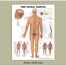 back talk systems colorado spinal nerves anatomical chart