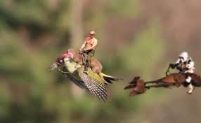 Daniel Milden (@___dan___)