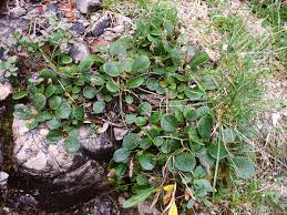Image result for Cyanotis caespitosa