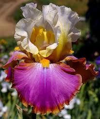 Iris of sissinghurst is run by sue marshall and is a specialist nursery for tall, intermediate & short bearded irises, sibiricas, ensatas & many other iris for all situations. Voyager Tall Bearded Iris