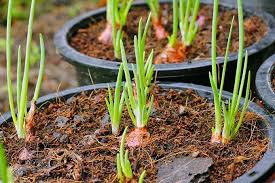 They need constant nourishment in order to form large bulbs. How To Plant And Grow Onions Gardener S Path