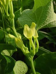 Image result for Aristolochia zenkeri