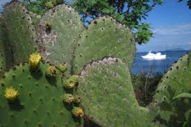 Prickly pear cactus represent about a dozen species of the opuntia genus (family cactaceae) in the north american deserts. A Look In At The Galapagos Unique Flora Metropolitan Touring