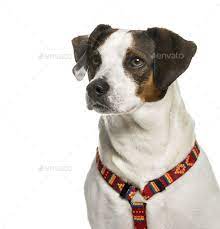 Close Up Of A Mixed Breed Dog In Front Of A White Background Dog Breeds Mixed Breed Breeds