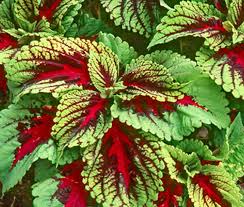 Image result for Congolanthus