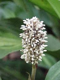 Image result for Stanfieldiella imperforata