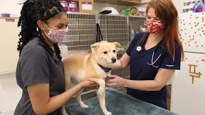 South tampa urgent care for your medical needs. Lower Bills For Pet Care Expected At Urgentvet The New Clinic