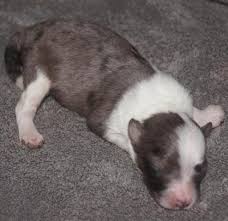 The presence of children in the home is a major bonus as this is a very playful and affectionate hybrid, that lives for cuddles and games. Aussiedoodles Forsale California
