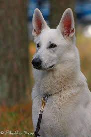 White Shepherd Germanshepherd German Shepherd Puppies Shepherd Puppies White Shepherd