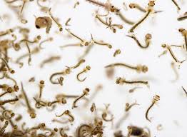 All told, there are four different stages, and. Mosquito Larvae Inhabitat Green Design Innovation Architecture Green Building