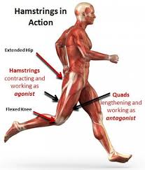 The Leg Bicep Muscle Developing The Hamstrings Hamstring Workout Hamstring Muscles Bicep Muscle