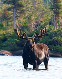 Large Customer By Verdon Rocks On 500px Moose Pictures Animals Wild Moose