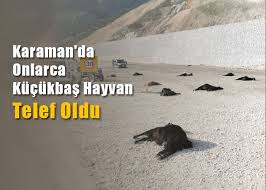 Karaman Da Onlarca Kucukbas Hayvan Telef Oldu Hayvan Olinda Haber