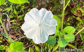 Image result for Ipomoea pes-tigridis