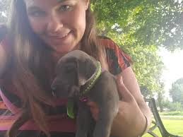 Great Dane/ mastiff puppies ready December 10
