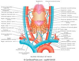 The thyroid gland is located in the neck below the thyroid cartilage, or adam's apple. Blood Vessels Of Neck Neck Anatomy Of Circulatory System On White Background The Human Vascular System Educational Medical Canstock