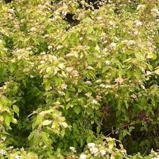 We did not find results for: Rode Kornoelje Cornus Sanguinea Midwinter Fire