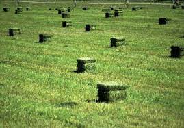 22 Hay Ideas In 2021 Hay Bales Farm Life Farm