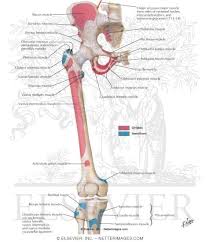 Select from premium hip diagram of the highest quality. Bony Attachments Of Muscles Of Hip And Thigh Anterior View