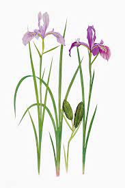 Download Premium Vector Of Vintage Iris Flower Illustration Vector 2098141 Flower Illustration Iris Flowers Flower Drawing