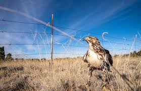 Michael DeClercq, superintendent of water and waste water for the City of  Gallup, shows a pipe that was excavated from a street in the city due to  early deterioration from an increase