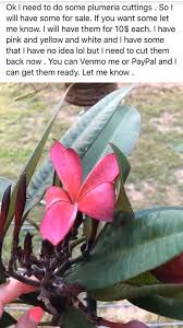 We offer grafted plants for sale. Plumeria Gold Posts Facebook