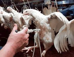 Mentain a good intervals between the vaccination, i. Welfare And Cost Benefits Through Automated Grading And Vaccination The Poultry Site