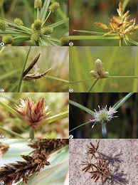 Image result for Alinula paradoxa