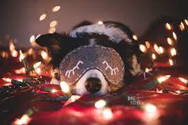 Start with your pet's personality before you start photographing your pet ask yourself 'what sets it apart from … Dogvision Christmas Dog Photoshoot Life In Sweden With Dogs Dog Photographer Sweden Europe Www Dogvision Eu