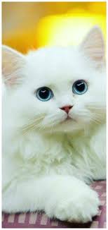  Mas Zainal Abidin Masraz Profile Pinterest