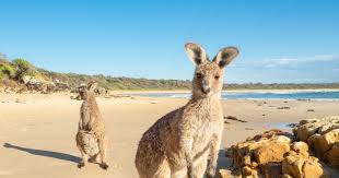 Maybe you would like to learn more about one of these? Diamond Head Campground Barrington Coast