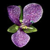 Image result for Stanfieldiella