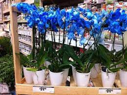 Potted Blue Orchids For Sale Smiling Sally Blue Monday Blue Orchids Blue Orchids Order Flowers Online Order Flowers