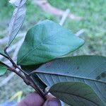 Image result for Anthonotha macrophylla