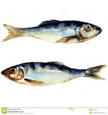 Resultat De Recherche D Images Pour Poisson Maquereau Aquarelle Peintures De Poissons Poissons Peints Dessin Poisson