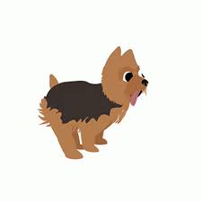 Yorkie Dog Gif Yorkie Dog Run Discover Share Gifs Yorkie Dogs Dog Runs Yorkie