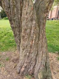 Image result for Cydonia