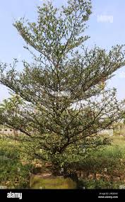 Image result for Terminalia mantaly