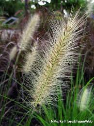Image result for Nesaea purpurascens