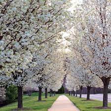 Chanticleer Flowering Pear Ornamental Pear Tree Flowering Pear Tree Pear Trees