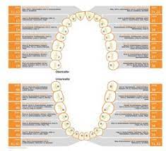 Die Beziehung Zwischen Zahn Und Organ Ganzheitliche Zahnmedizin Prim Dr Siegmund Dottelmayer