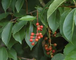 Image result for Prunus serotina