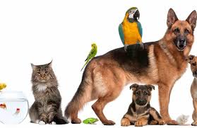 Kedilerin bakımı konusu çok kolaydır. Apartmanda Beslenebilecek En Iyi Hayvan Evde Beslenebilecek En Iyi Hayvan Turleri Eniyi Co