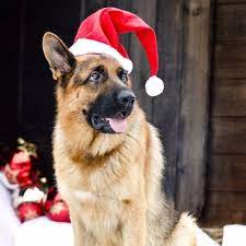 Pin Pa Gsds Of Ig World German Shepherd