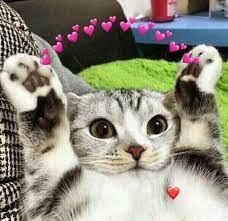 Những ảnh mèo cute góp nhặt từ internet - Tình yêu của tui dành cho cậu nè UwU,liệu cậu có nhận ra ?</div><div class=