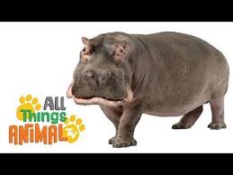 Hippos Animals For Children Kids Videos Kindergarten Preschool Learning Youtube Animals For Kids Animal Tv Preschool Learning