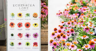 Each flower displays yellow petals that reach out to warm shades of apricot and deep rose. New In The Nursery Echinacea Terrain